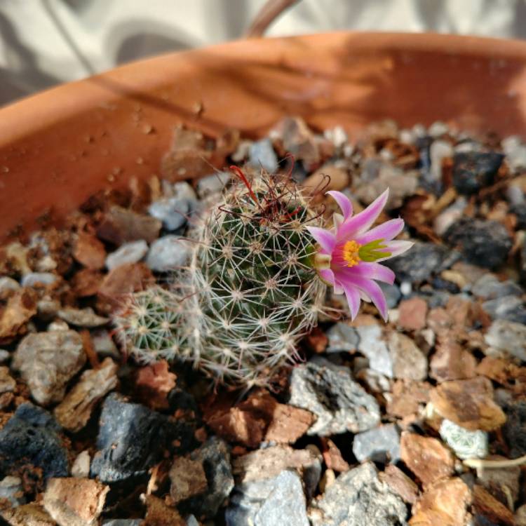 plant image 540729