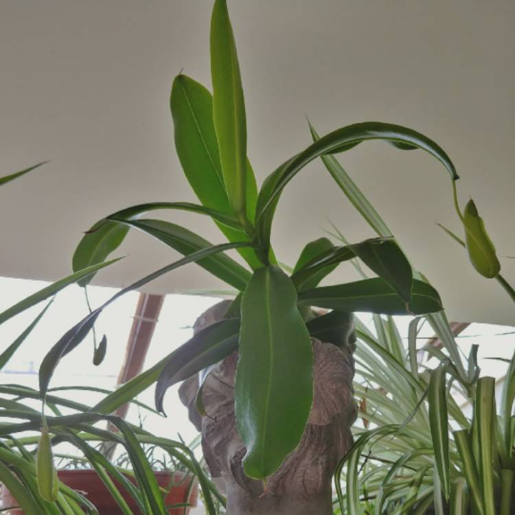plant image 653991