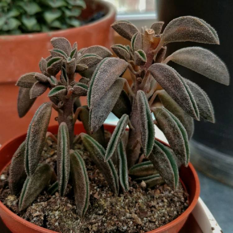 plant image 657163