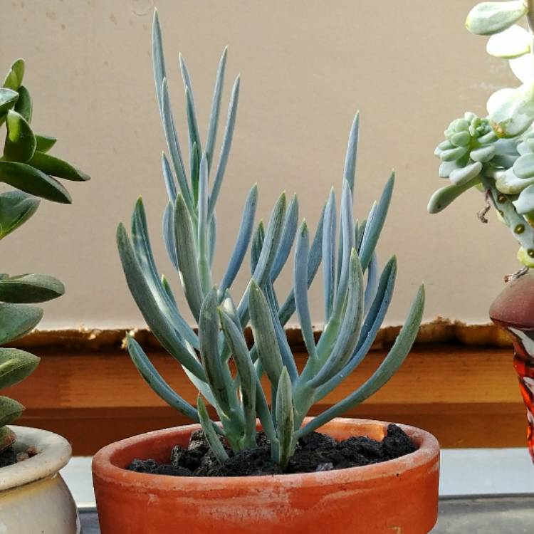 plant image 676540