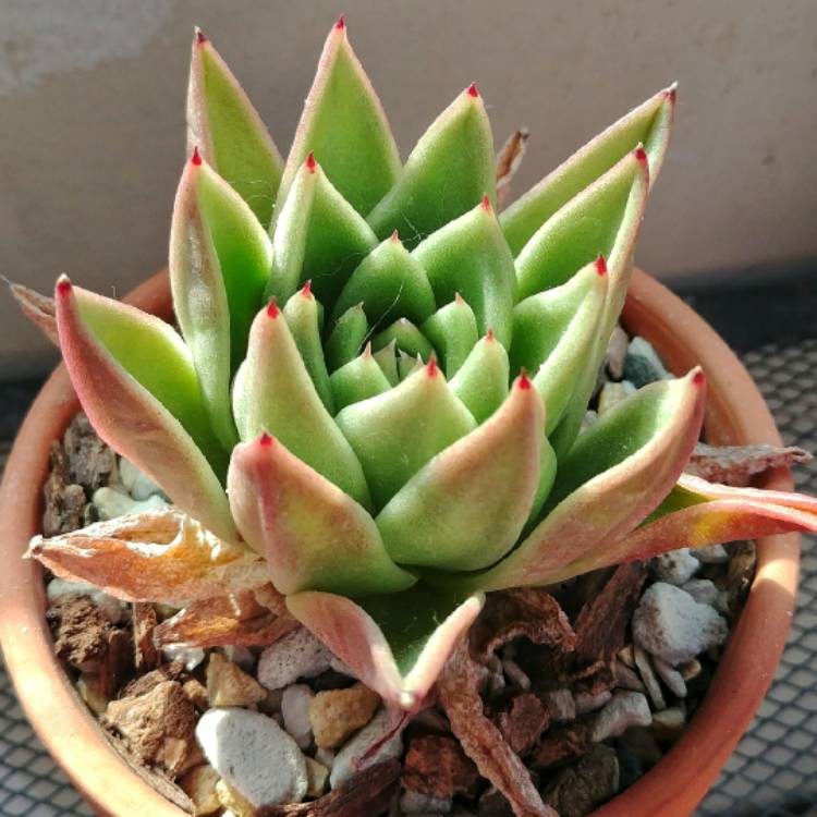 Plant image Echeveria Agavoides Gaya