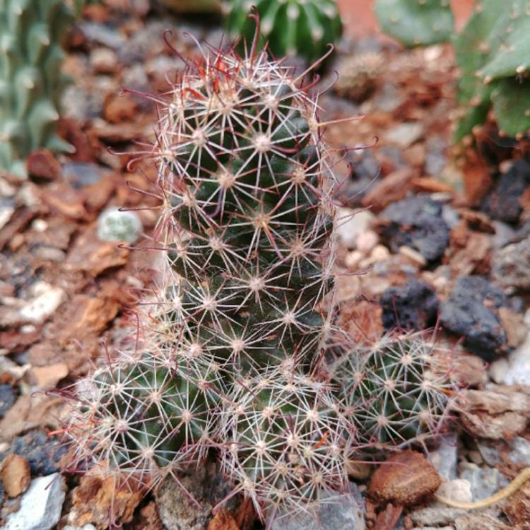 plant image 684182