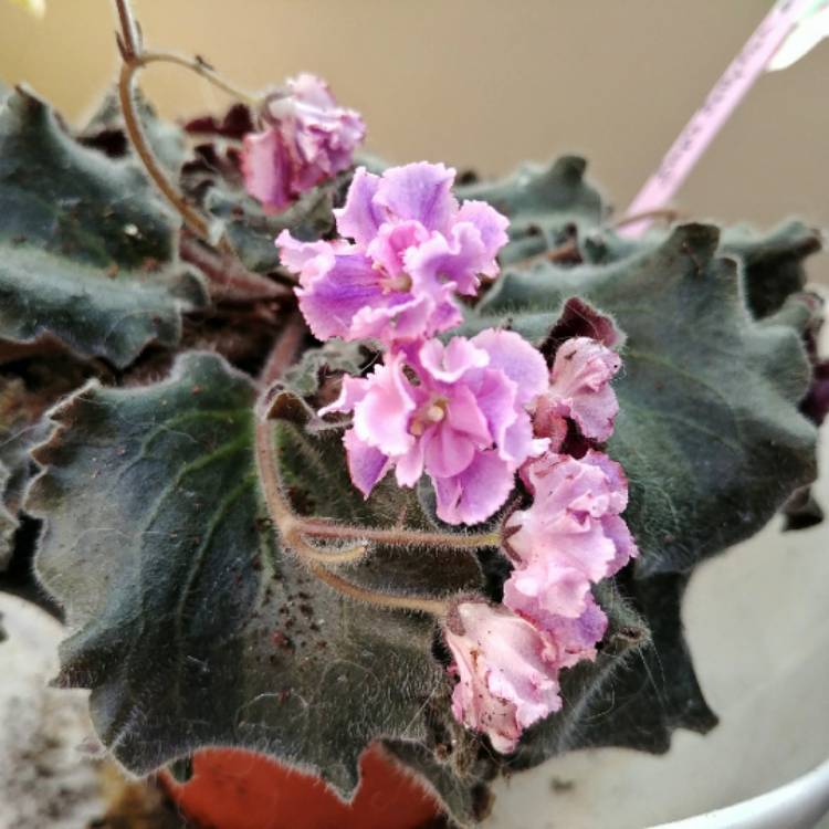 plant image 720373