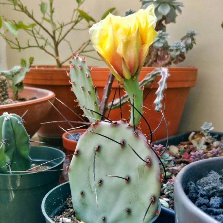 Plant image Opuntia violacea var. macrocentra