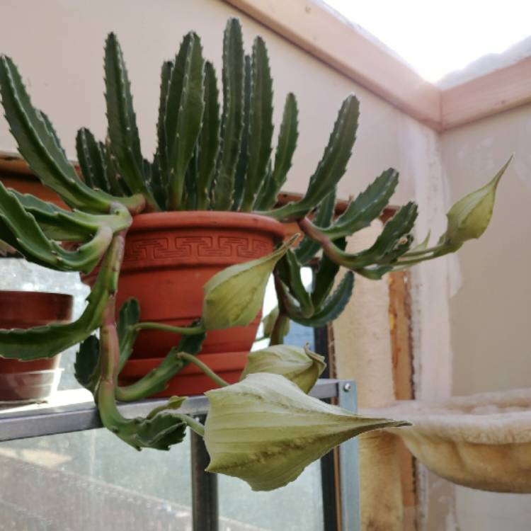 plant image 881142 plant image 881142