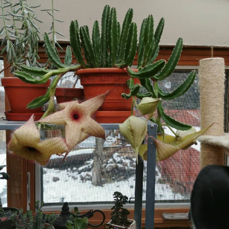 plant image 887394 plant image 887394