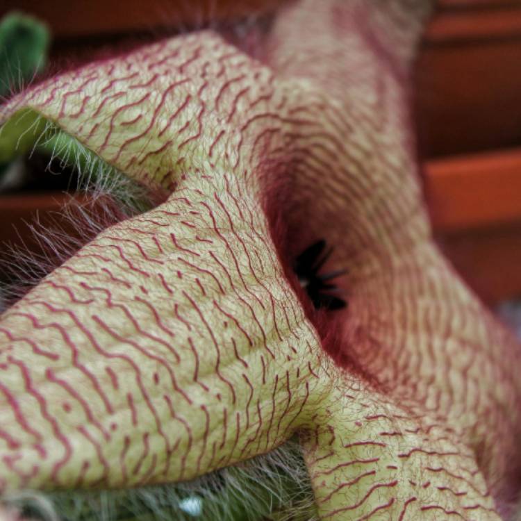 plant image 887405 plant image 887405