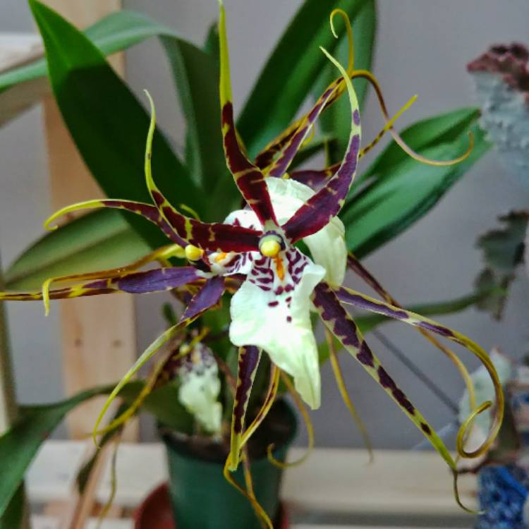 Plant image Brassia Orchid