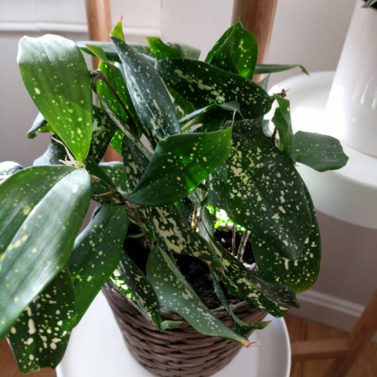 Plant image Dracaena godseffiana syn. D. surculosa 'Florida Beauty'