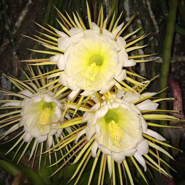 plant image 1076892