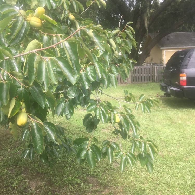 Plant image Diospyros virginiana