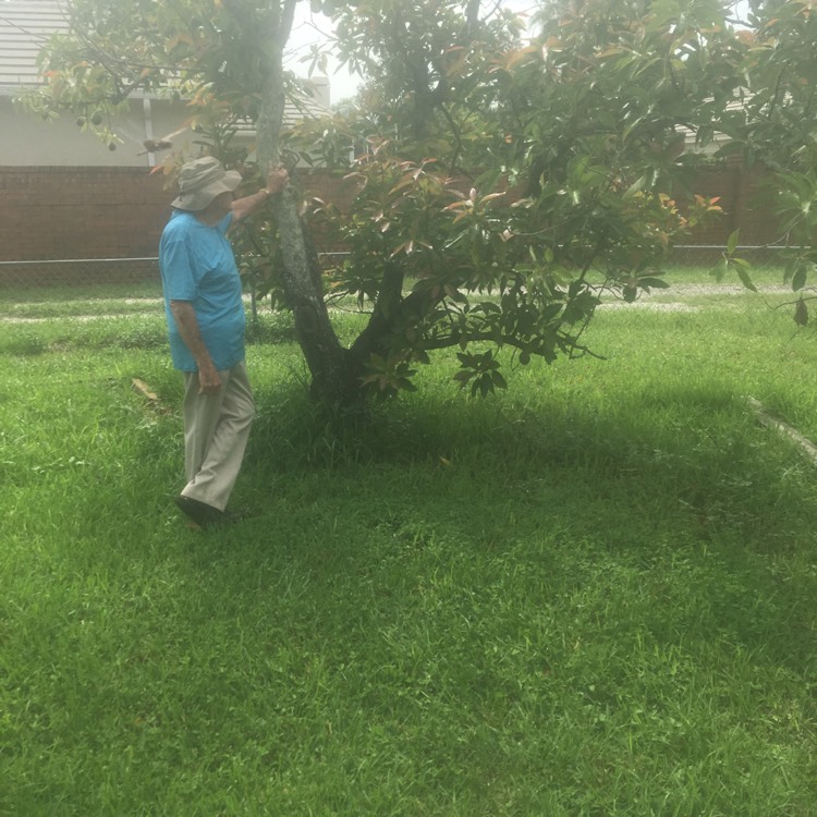 plant image 1112977