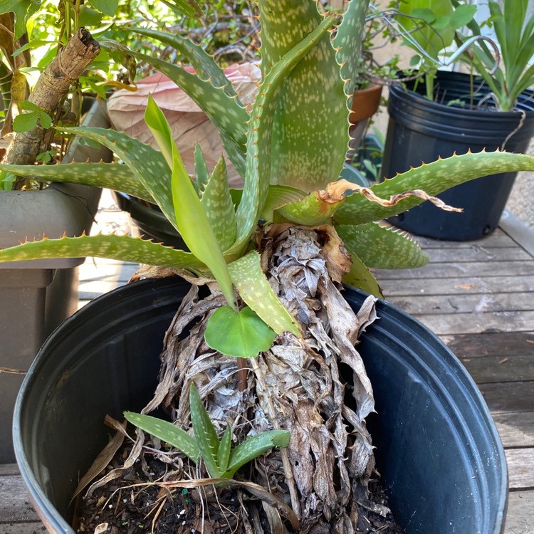 plant image 1331599