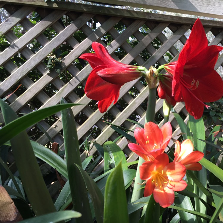 plant image 282568