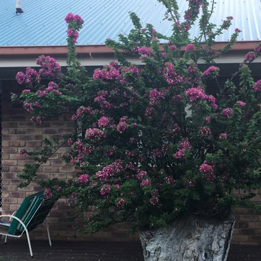 Bougainvillea