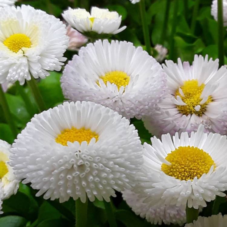 Plant image Bellis Perennis