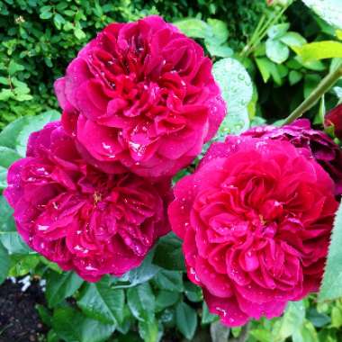 Rosa 'Ausdecorum' syn. Rosa 'Darcey Bussell'