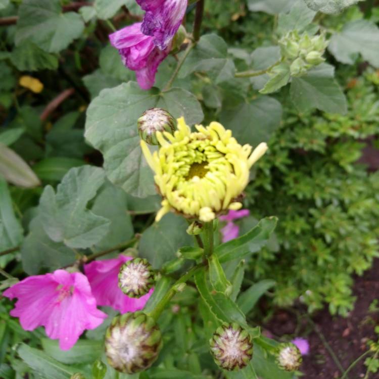 plant image 1092344 plant image 1092344
