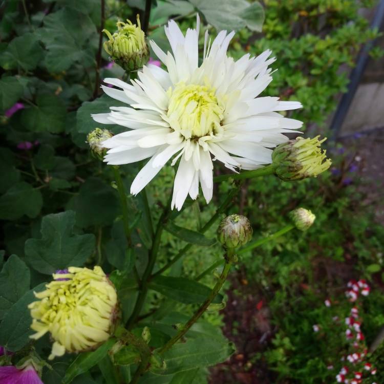 plant image 1099907 plant image 1099907