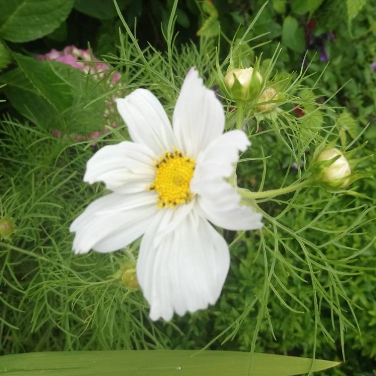 plant image 1101490 plant image 1101490