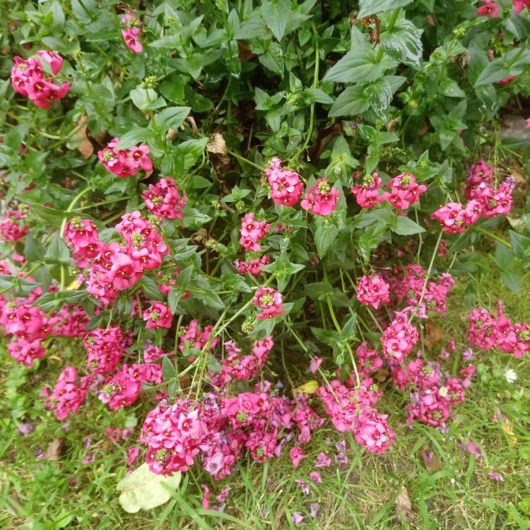 Plant image Diascia