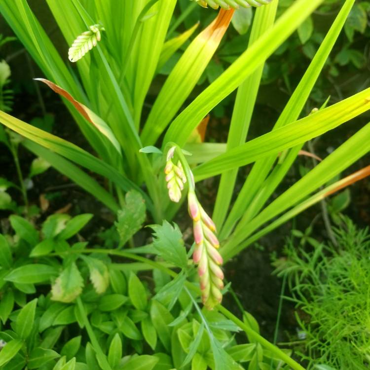 plant image 1109829