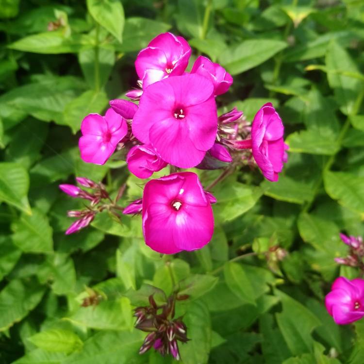 plant image 1117525 plant image 1117525