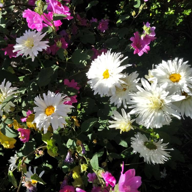 Plant image Leucanthemum x superbum 'Crazy daisy'