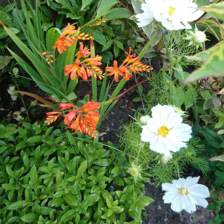 plant image 1126159