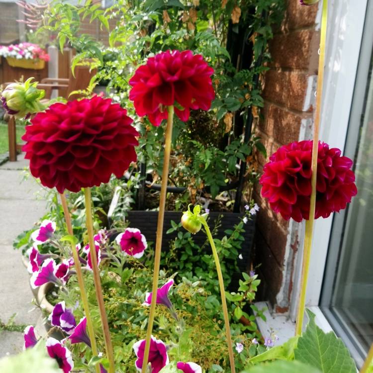 plant image 1133380 plant image 1133380