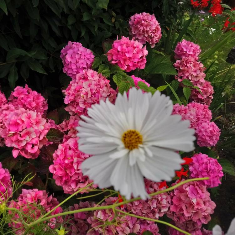 plant image 1134062 plant image 1134062