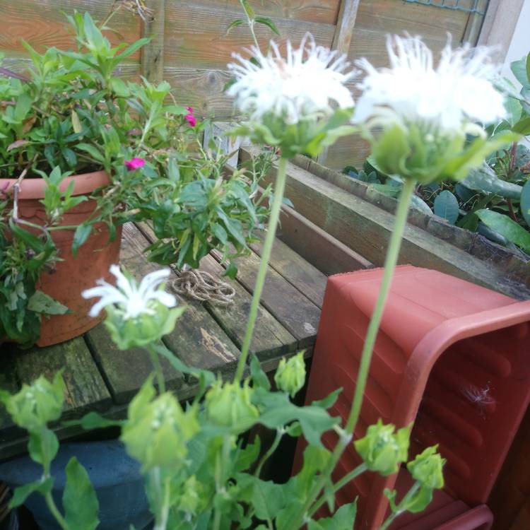plant image 1151112