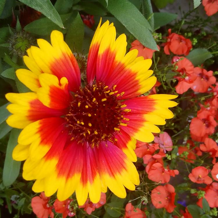 Plant image Gaillardia x grandiflora 'Arizona Sun' syn. Gaillardia 'Arizona Sun'
