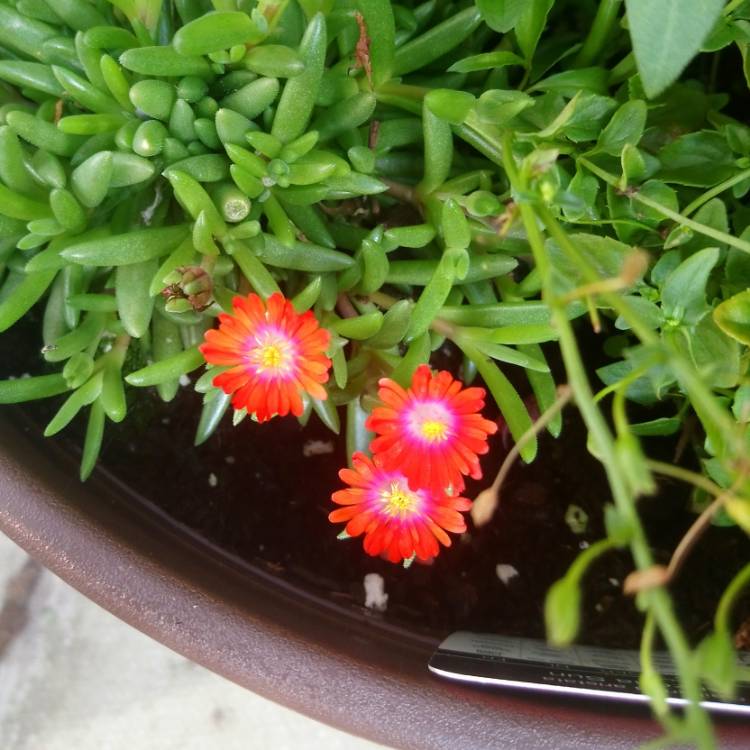 plant image 1151644