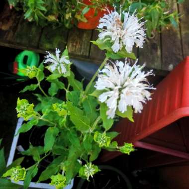 Monarda Didyma 'Snow White'