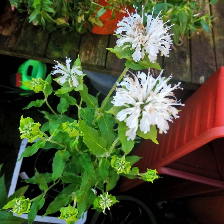 plant image 1151667