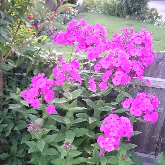 plant image 174854 plant image 174854