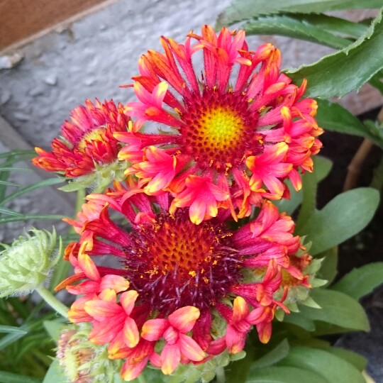 plant image 176534 plant image 176534