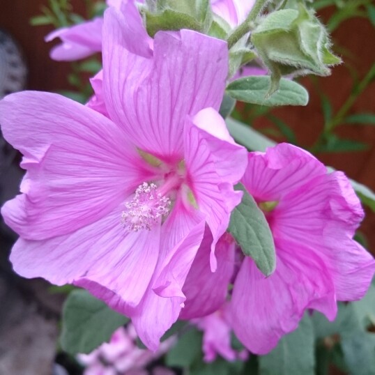 plant image 176542 plant image 176542