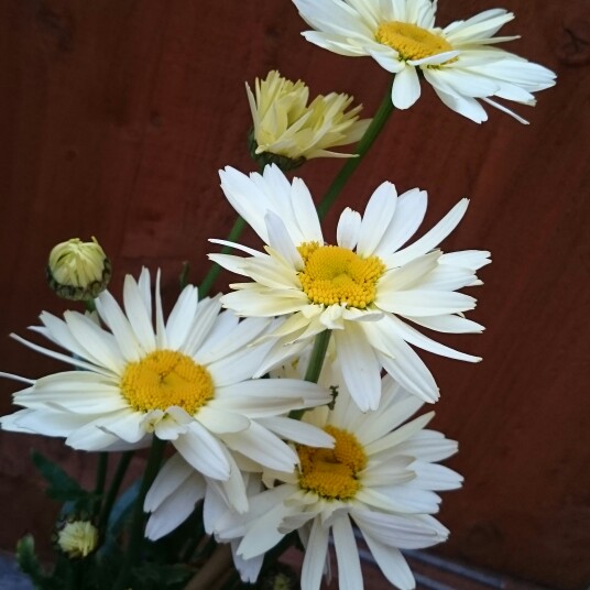 plant image 176549