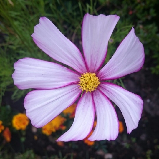 plant image 180288 plant image 180288