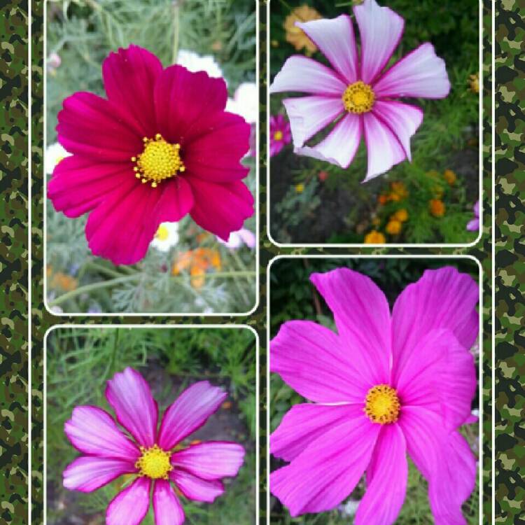 plant image 193471 plant image 193471