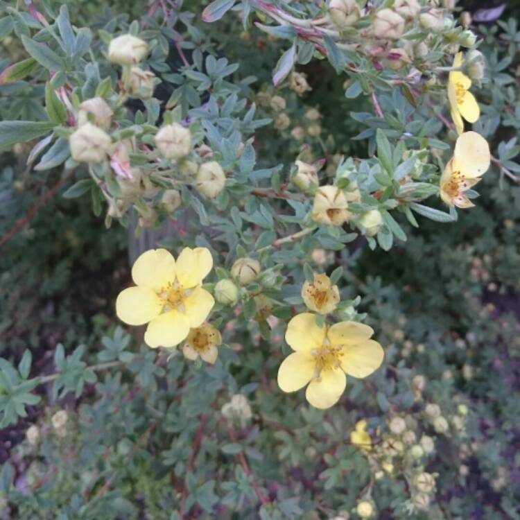 Plant image Potentilla verna 'Nana'
