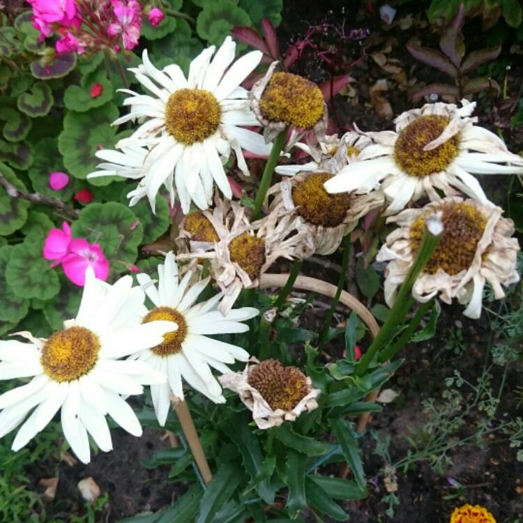 plant image 218077