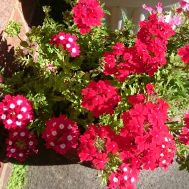 Verbena