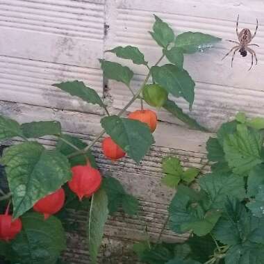 Physalis