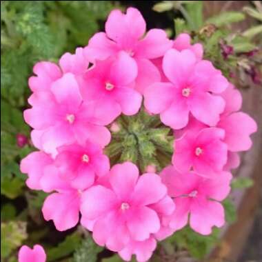 Verbena