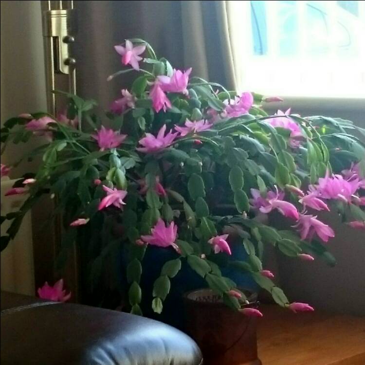 Plant image Schlumbergera truncata Vila Velha Brazil