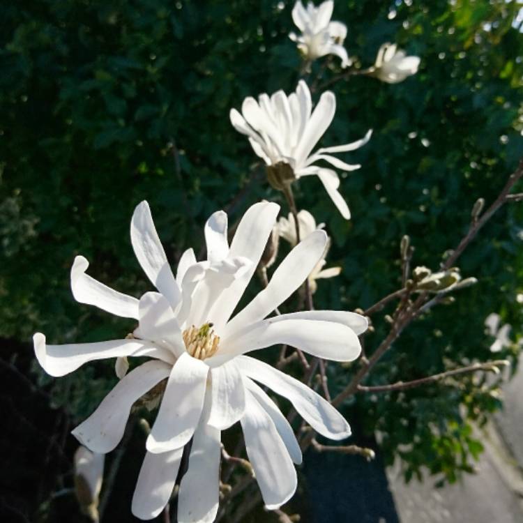 plant image 351284