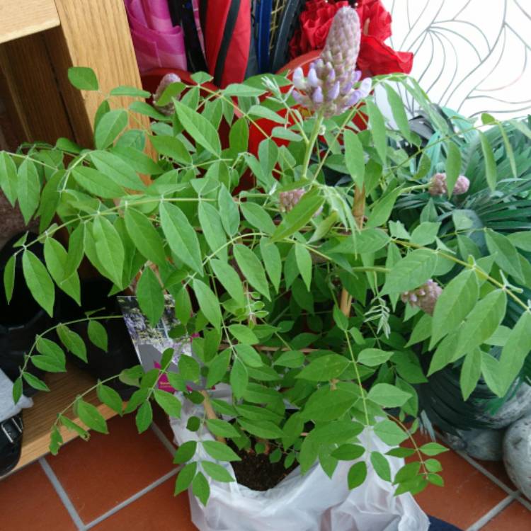 plant image 374985 plant image 374985
